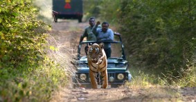 Bandhavgarh National Park