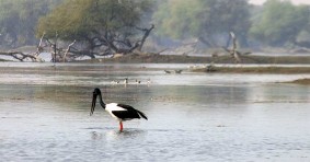 Bharatpur and Keoladeo Ghana National Park