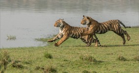 Ranthambore National Park